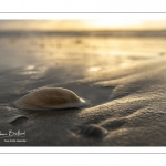 Coquillages sur la plage au soir