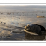 Coquillages sur la plage au soir