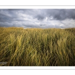 La plage et les dunes entre Quend-Plage et la Baie de Somme