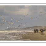 La plage et les dunes entre Quend-Plage et la Baie de Somme