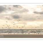 Coucher de soleil sur la plage avec les goélands