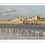 Les goélands sur la plage de Quend