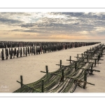 France, Somme (80), Baie d'Authie, Quend-Plage, les moules de bouchot et la mytiliculture à Quend-plage, 100 000 bouchots sur la plage qui sont découverts à marée basse, les "chantiers" soutiennent les cordes qui recueillent les naissains pour la récolte suivante  (vue aérienne)  // France, Somme (80), Authie Bay, Quend-Plage, bouchot mussels and mussel farming at Quend-plage, 100 000 bouchots on the beach which are uncovered at low tide, the "yards" support the ropes that collect the spat for the next harvest (aerial view)