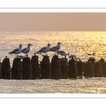 2021_09_25_Quend-Plage-044