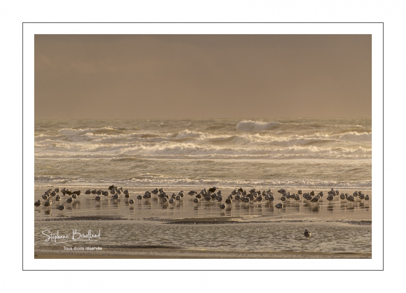 Goélands cendrés (Larus canus - Mew Gull) sur la plage à marée descendante