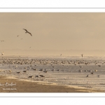 La plage de Quend-Plage en fin de journée