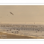 La plage de Quend-Plage en fin de journée