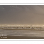 Goélands cendrés (Larus canus - Mew Gull) sur la plage à marée descendante