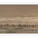 Goélands cendrés (Larus canus - Mew Gull) sur la plage à marée descendante