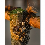 Détails des montages en bois qui permettent de tendre des cordes pour recueillir les naissains de moules. Ces cordes couvertes de naissains seront ensuite enroulées autour des bouchots.  Les bouchots utilisés par les mytilliculteurs à Quend-Plage pour l'élevage des moules. Les bouchots s'étendent le long du Marquenterre jusqu'à l'entrée de la Baie de Somme. Saison : été - Lieu : Quend-Plage, Côte Picarde, Somme, Picardie, France.
