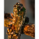 quend_bouchots_20_08_2013_010-border