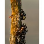 quend_bouchots_20_08_2013_012-border