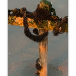 quend_bouchots_20_08_2013_014-border