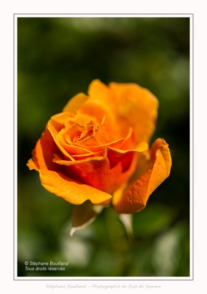 Rambures_25_06_2016_032-border
