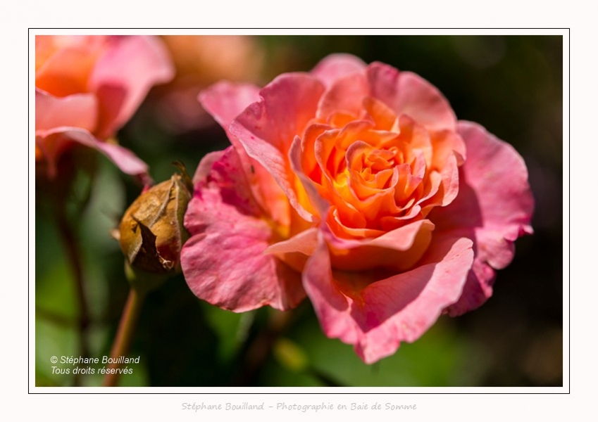 Rambures_25_06_2016_054-border