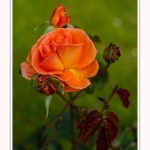 Rambures_25_06_2016_022-border