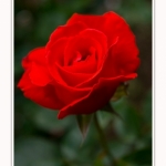 Rambures_25_06_2016_024-border