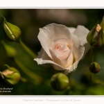 Rambures_25_06_2016_027-border