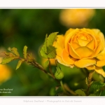 Rambures_25_06_2016_028-border