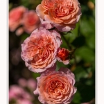Rambures_25_06_2016_030-border