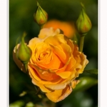 Rambures_25_06_2016_031-border