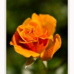 Rambures_25_06_2016_032-border
