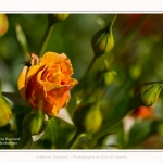 Rambures_25_06_2016_033-border