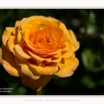 Rambures_25_06_2016_034-border