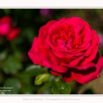 Rambures_25_06_2016_035-border