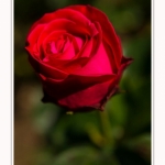 Rambures_25_06_2016_036-border