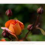 Rambures_25_06_2016_037-border
