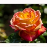 Rambures_25_06_2016_038-border