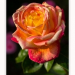 Rambures_25_06_2016_039-border