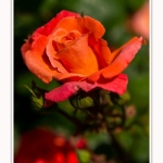 Rambures_25_06_2016_040-border