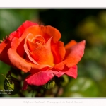 Rambures_25_06_2016_041-border