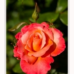 Rambures_25_06_2016_042-border