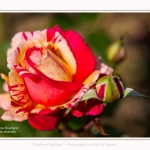 Rambures_25_06_2016_043-border