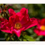Rambures_25_06_2016_044-border