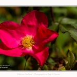 Rambures_25_06_2016_045-border