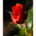 Rambures_25_06_2016_048-border