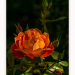 Rambures_25_06_2016_049-border