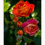 Rambures_25_06_2016_050-border