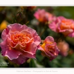 Rambures_25_06_2016_053-border