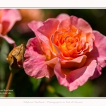 Rambures_25_06_2016_054-border
