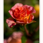 Rambures_25_06_2016_055-border