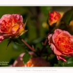 Rambures_25_06_2016_056-border