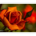 2024-06-25-chateau-rambures_029