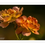 2024-06-25-chateau-rambures_040