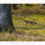 Renard_foret_Crecy_2017_04_29_001-border
