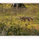 Renard_foret_Crecy_2017_04_29_002-border